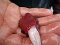 Ling Cod Fish Blood