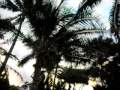 A freetropical English Lesson -- The Cold Snap is Over -- It is save to visit Florida