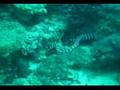 Diving Cebu Philippines