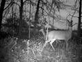 videos de 11 14 08 2 doe and lg buck BH.AVI