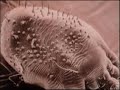 You have life form living on our body
