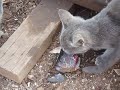 This is MY Fish Head, Dammit!