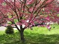 Pink Dogwood Tree