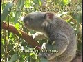 Koala  Bear Having Lunch Of Gum Leaves