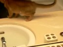 F5 Chausie