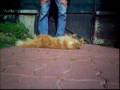 Roucky et les calins