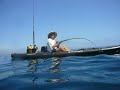 jack crevalle caught off a Kayak