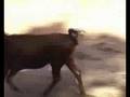 videos de Festibanyes