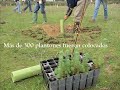 Zarza, regeneración forestal Zarza, regeneración forestal