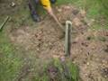 Zarza, regeneración forestal