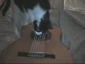 Cat-guitarist