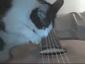 Cat-guitarist