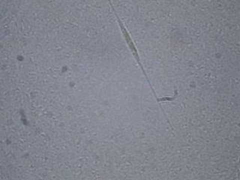 Skinny Diatom in Very Salty Water
