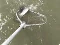Cumberland Island Seatrout/Wild Horse