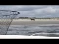 Cumberland Island Seatrout/Wild Horse