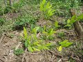 Global Current ( # 3) Wild Card: Bolivia and the Coca Plant