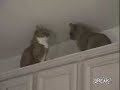 Boxeo del gato