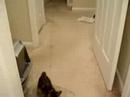 Kitty Plays w/ Xmas Toy