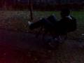 videos de SEDIA A ROTELLE