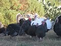 Gobble,gobble