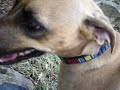 DEE OH DOUBLE GEE (Dog vs dog)