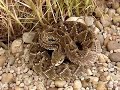 Crotalus durissus collineatus