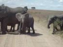 Elephant Crossing