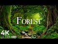 Forest 4K Nature Relaxation Film | Relaxing Music | Nature Sounds of Jungle, Rainforest