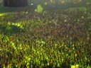 Coldplay - Yellow - Ahoy 3-10-2008 Coldplay - Yellow - Ahoy 3-10-2008