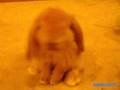Baby Holland Lop Bunny