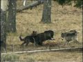 national-geographic-channel-a-man-among-wolves-trailer.html