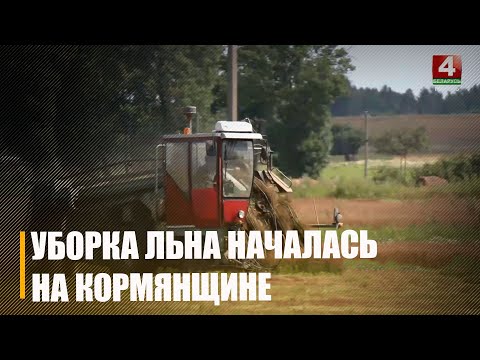 На Кармяншчыне пачалася ўборка лёну видео