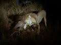 Male Lion Kills Buffalo Bull Male Lion Kills Buffalo Bull
