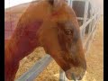 Caballos Espa�oles