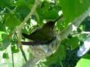 Humming bird nest March 29 2007