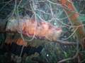 Guira Cuckoo. Guira guira. .wmv