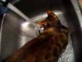 Tiger-Under-the-Tap