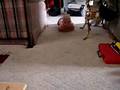 The hunt for KittyCat