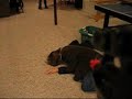 First Person Shooter