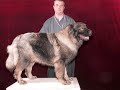 Слайд-шоу питомника кавказских овчарок 