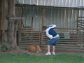 perro salvaje xD 2