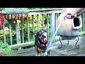 Bailey loves water!