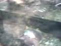 videos de Nutria - Acuario de Xixón
