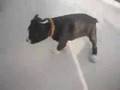 Staffordshire Bull Terrier Puppies!
