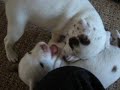 pups pups