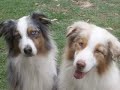 Australian Shepherds