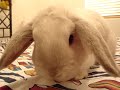 cute bunny dancing cute bunny dancing