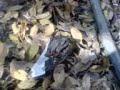 Plane Crash