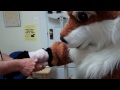 Ferdinand's Adventures: Tri-City Health Partnership