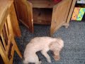 Chycena p?i ?inu!